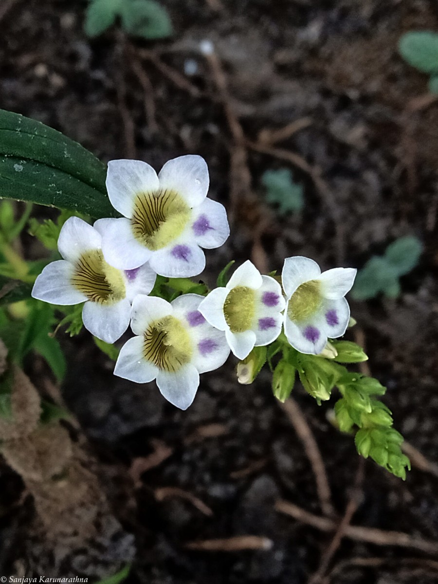 Limnophila aquatica (Roxb.) Alston